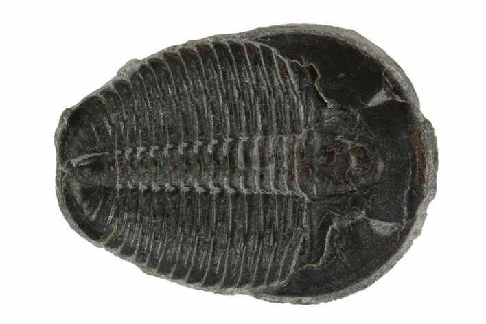 Elrathia Trilobite Fossil - Wheeler Shale, Utah #97126